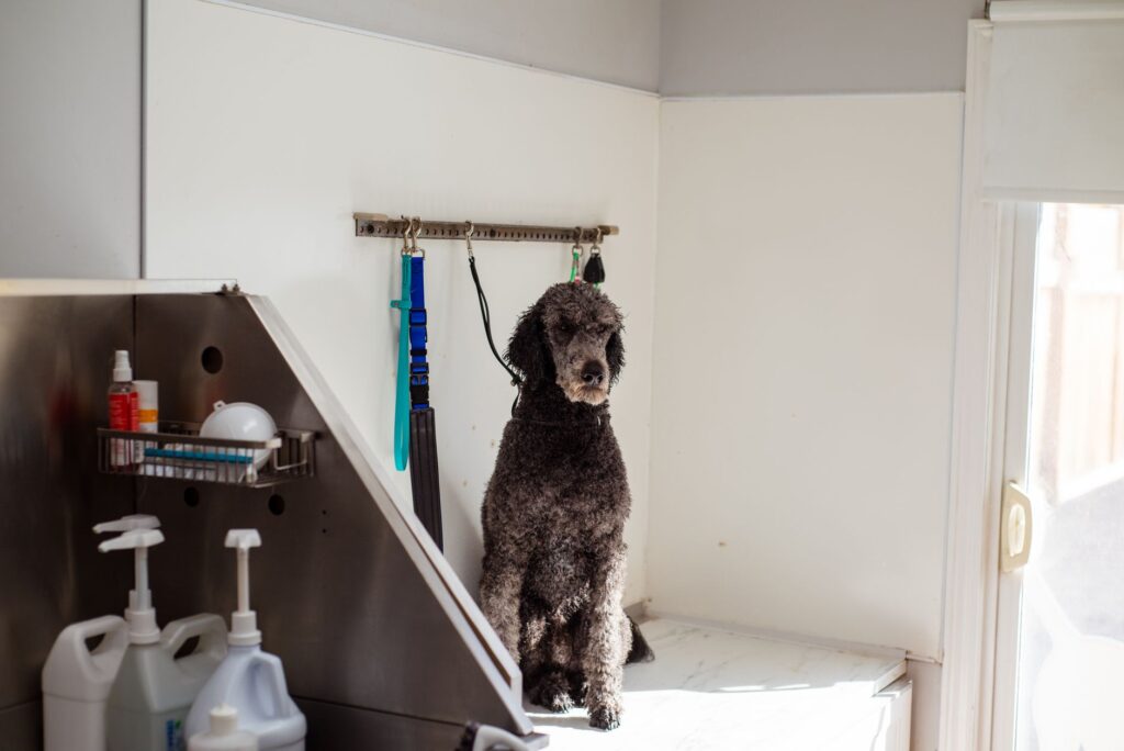 Dog grooming salon with tables and grooming equipment