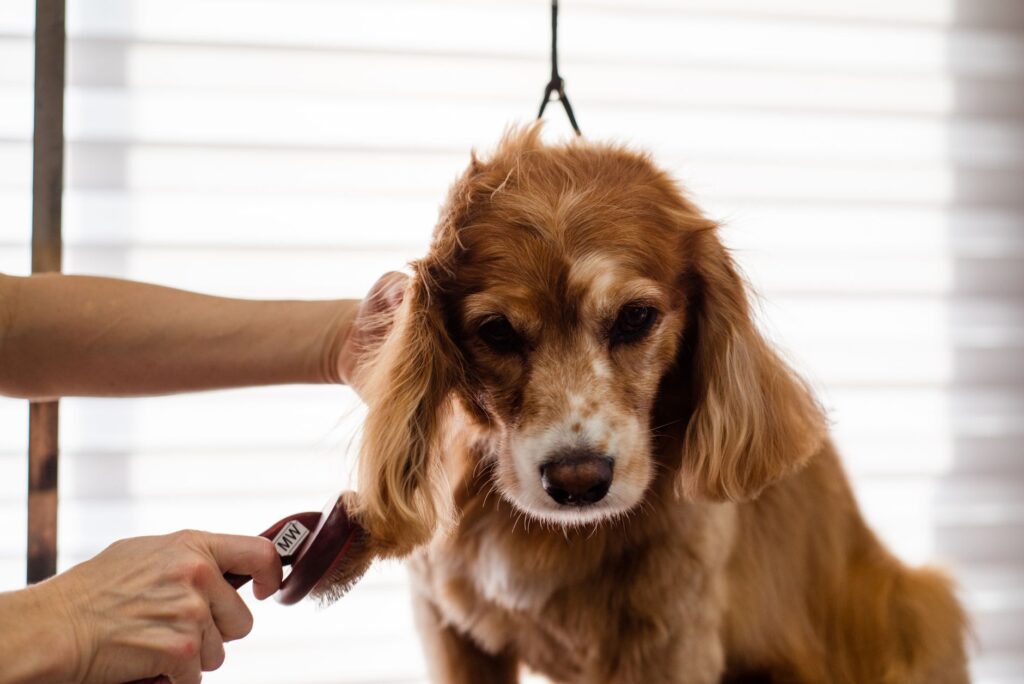 Dog with styled coat after professional grooming service