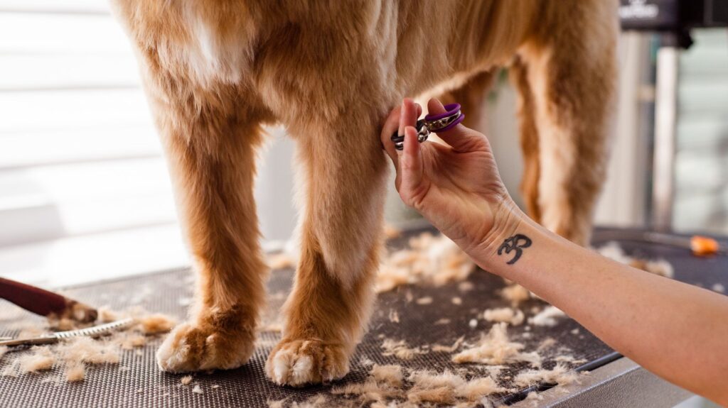 Groomer carefully clipping a dog's coat with scissors