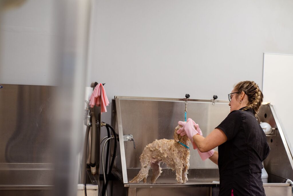 Groomer washing a dog in a professional sink