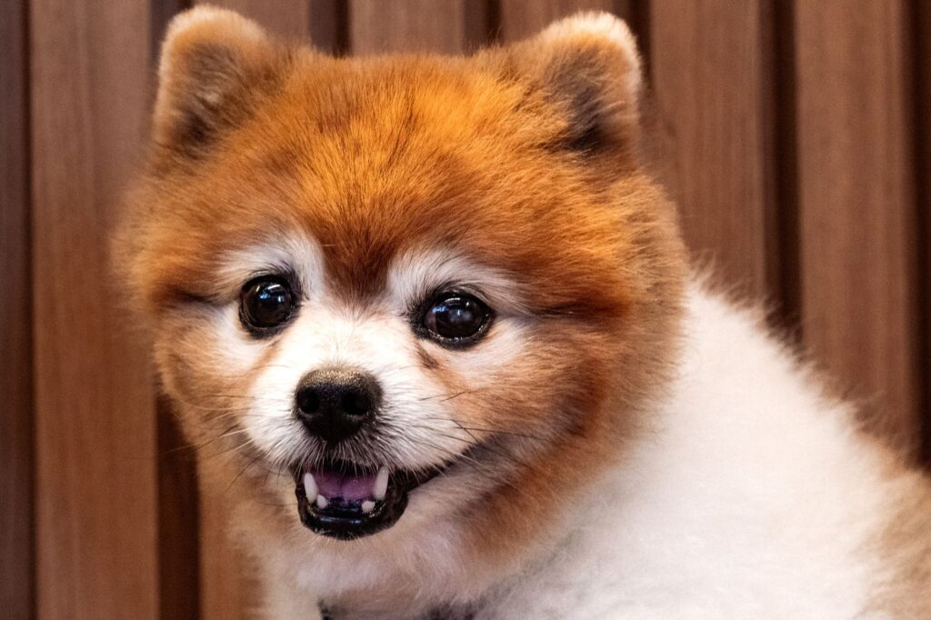 Small groomed dog with fluffy clean appearance