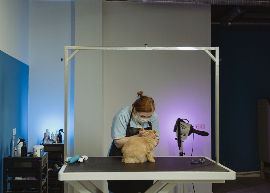 Grooming salon interior with cat and grooming station