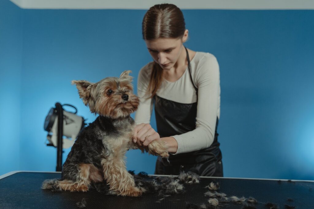 Groomer working at grooming table with equipment