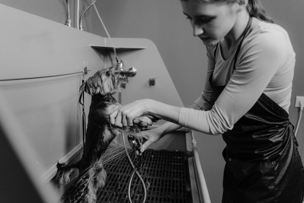Groomer handling a small dog during grooming