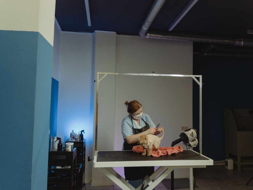 Bright grooming salon room with multiple stations
