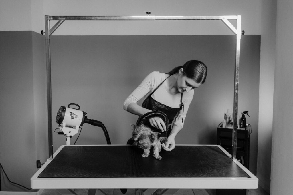 Groomed dog showing professional clipping and styling
