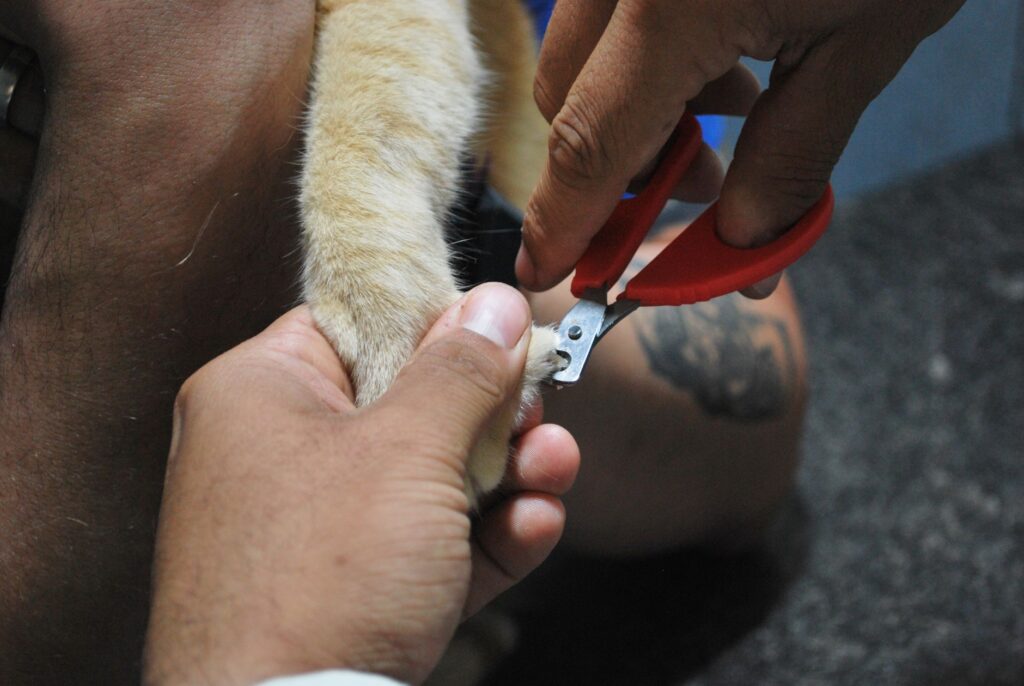 Grooming salon ready for pet appointments