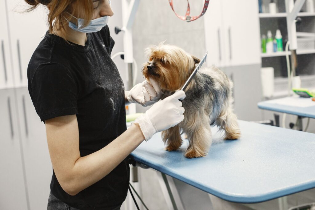 Dog with professionally groomed and styled coat