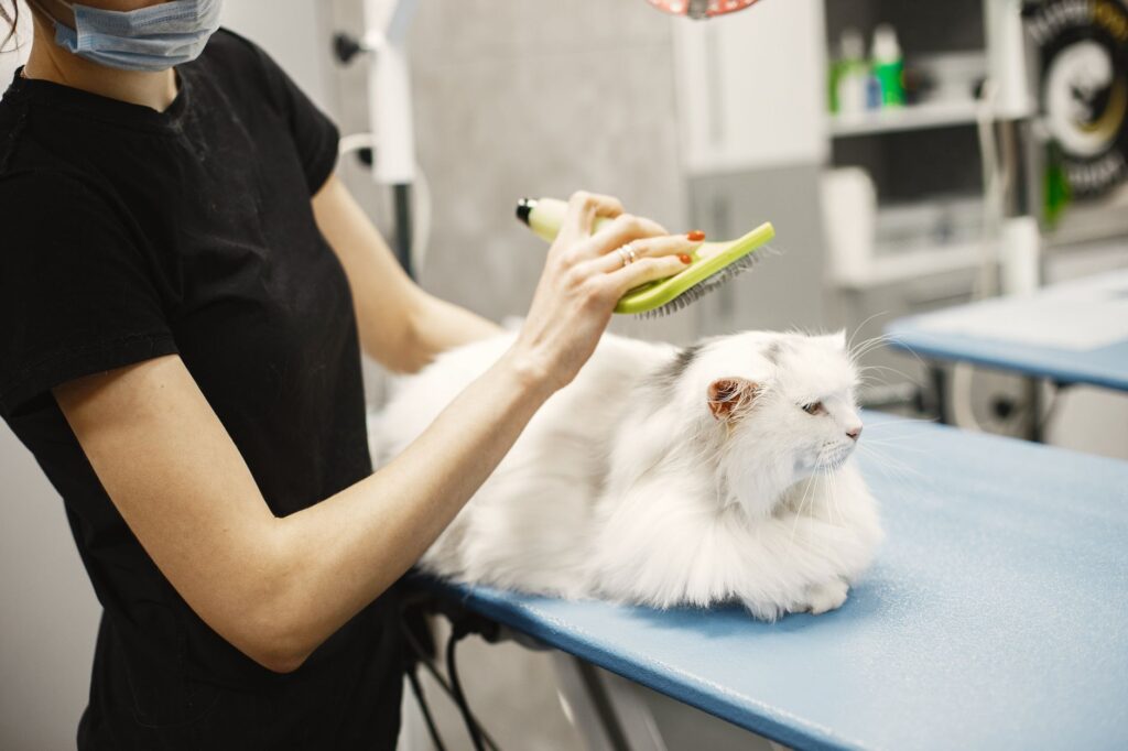 Groomer brushing a cat during grooming session