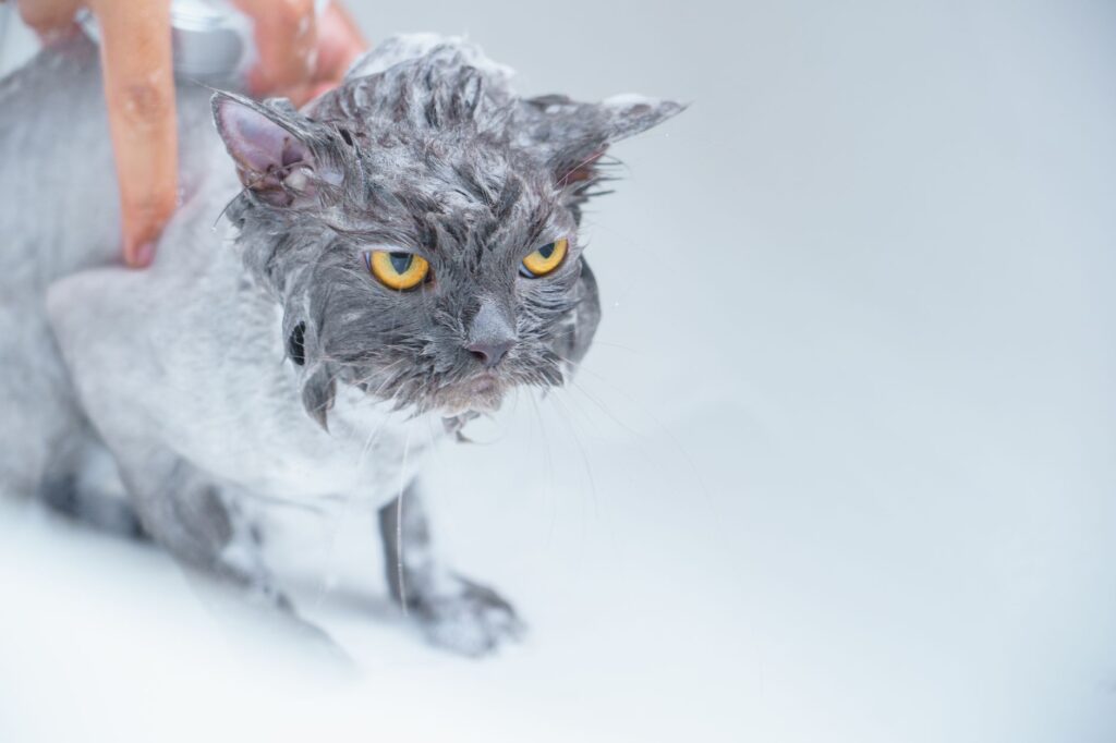 Groomer bathing a cat at grooming station
