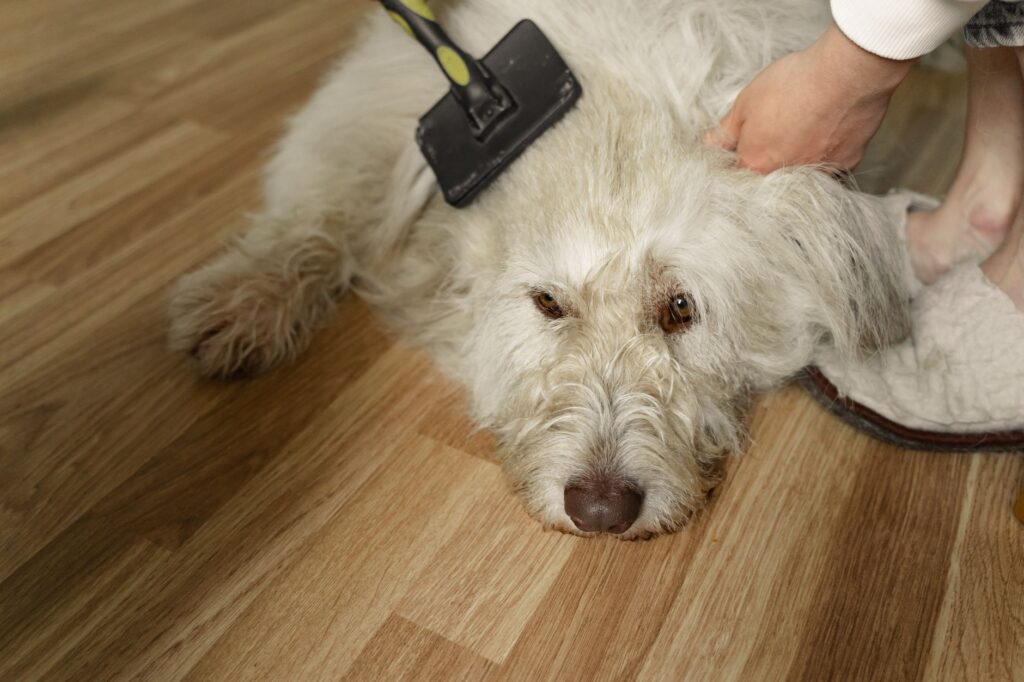 Fluffy dog after grooming showing finished styling