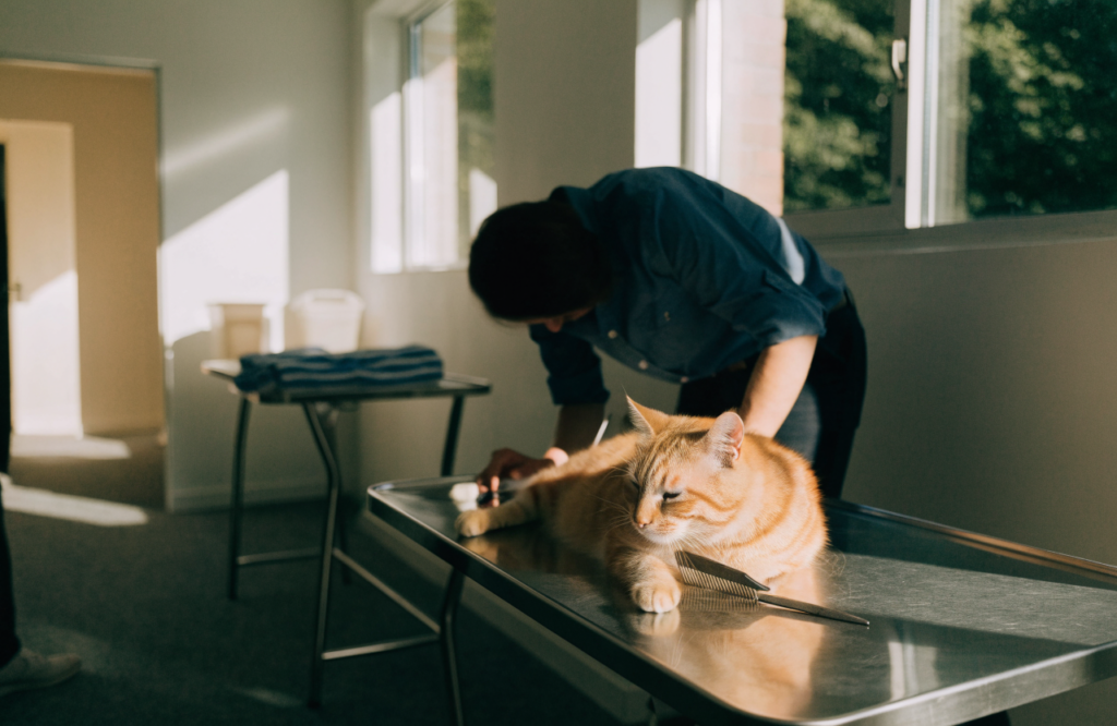 Cat Grooming