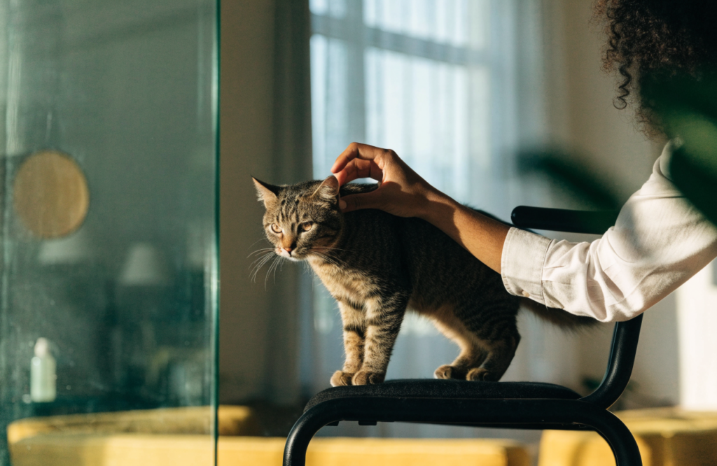 Cat grooming