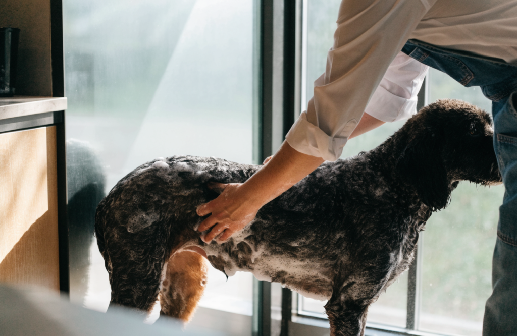 Dog grooming