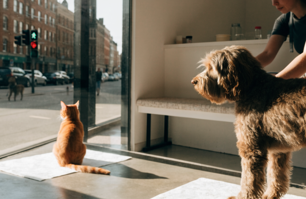 Grooming services for dogs and cats