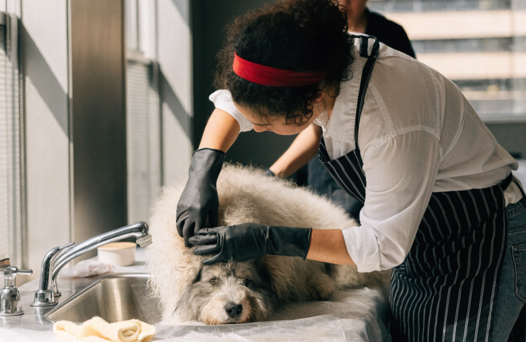 Large Dog Groom